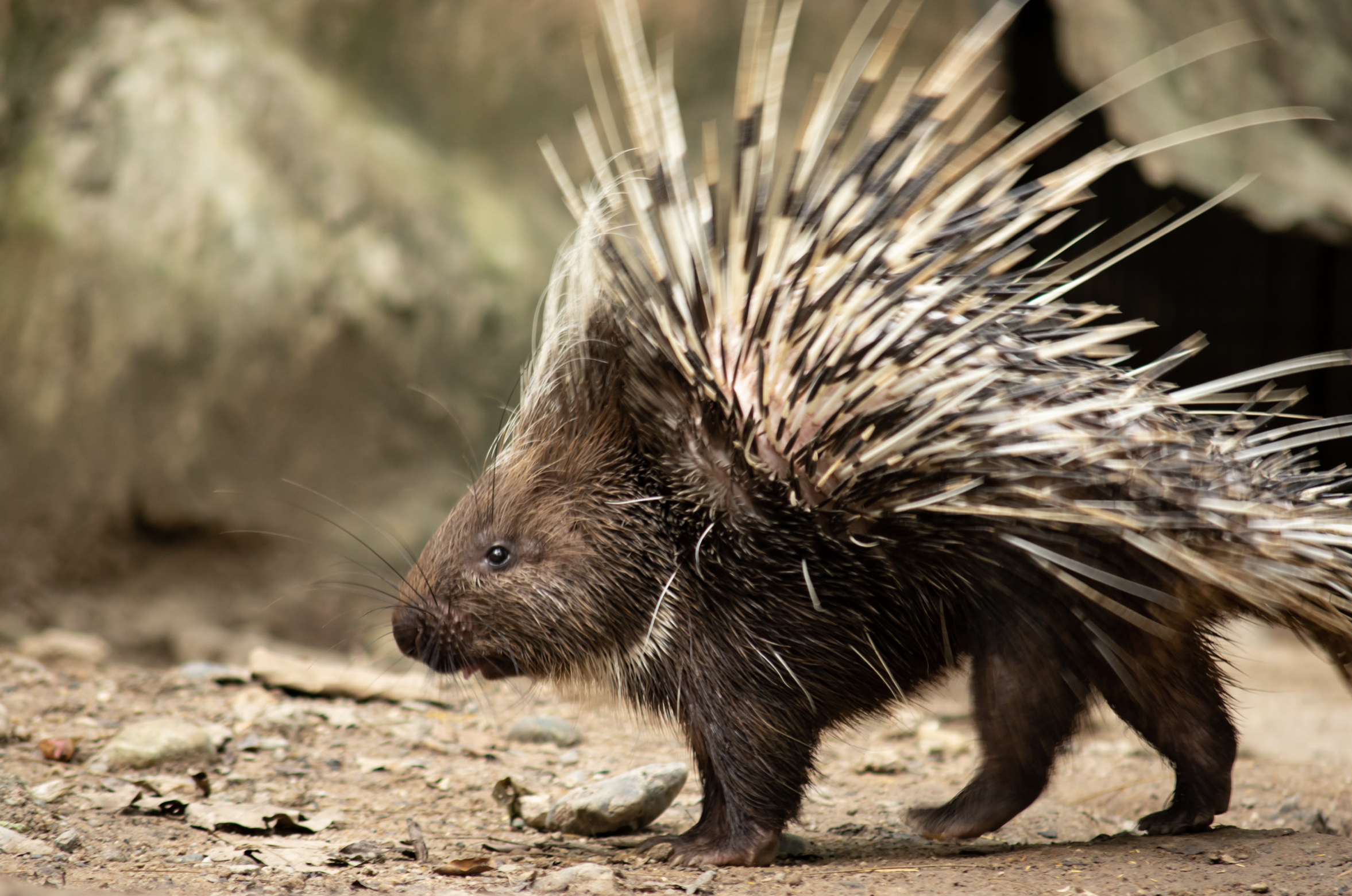 A porcupine in the wilderness