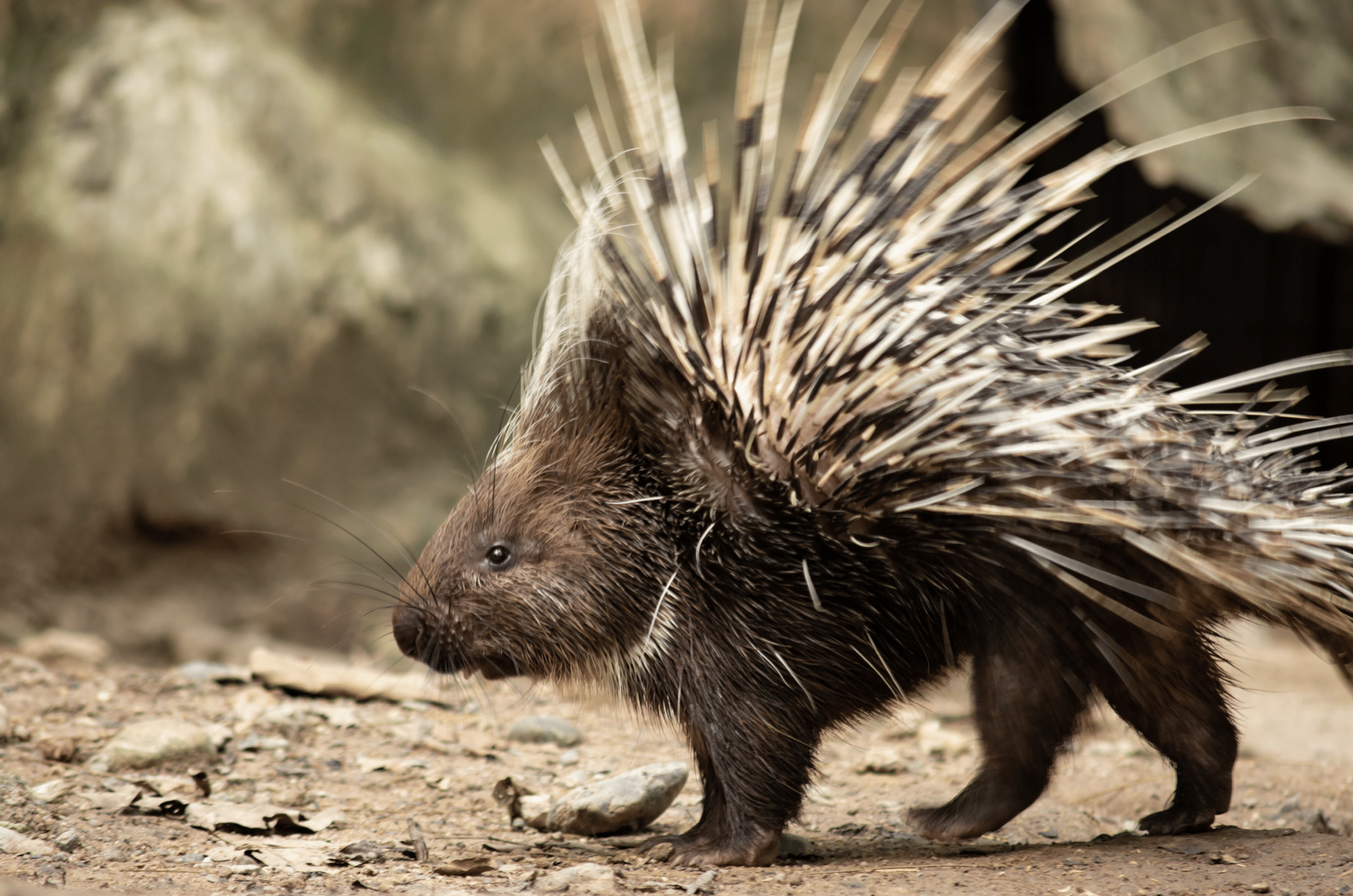 Why A Snoot-full Of Porcupine Quills Can Be A Serious Matter – Feathered  Photography