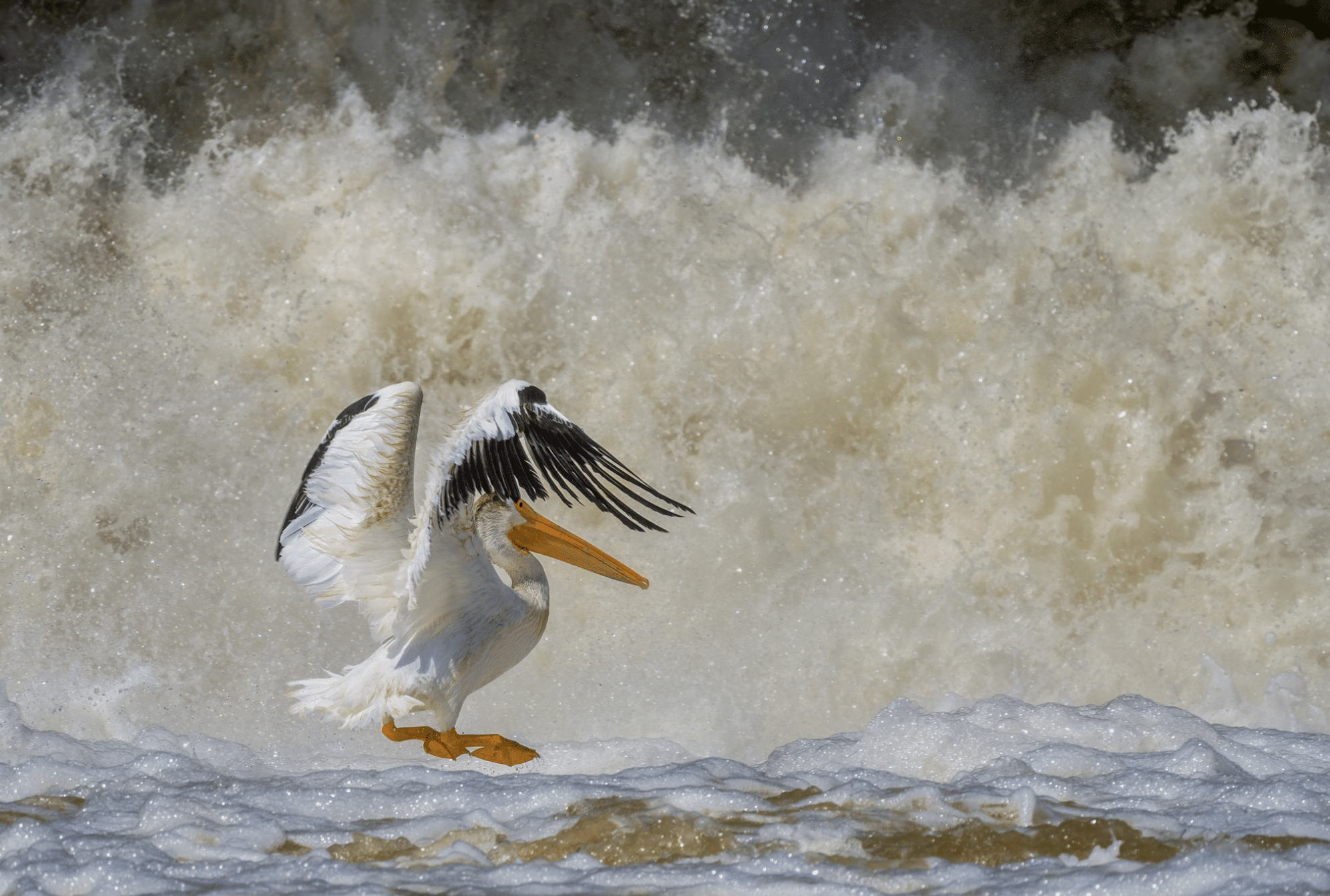 Featured image for “Attracting a Mate the Pelican Way”