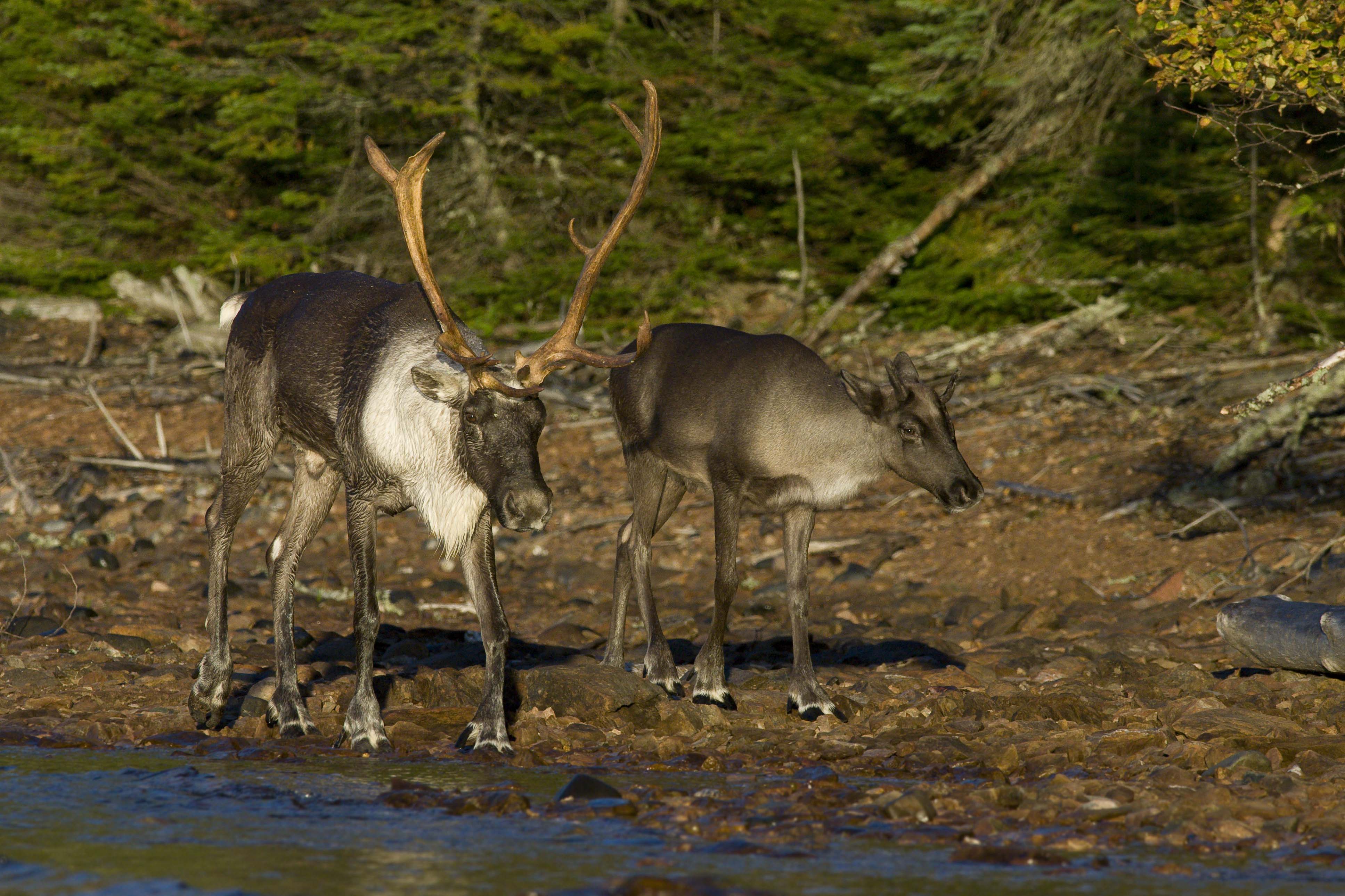 Featured image for “TAKE ACTION: Manitoba government misses caribou protection deadlines”
