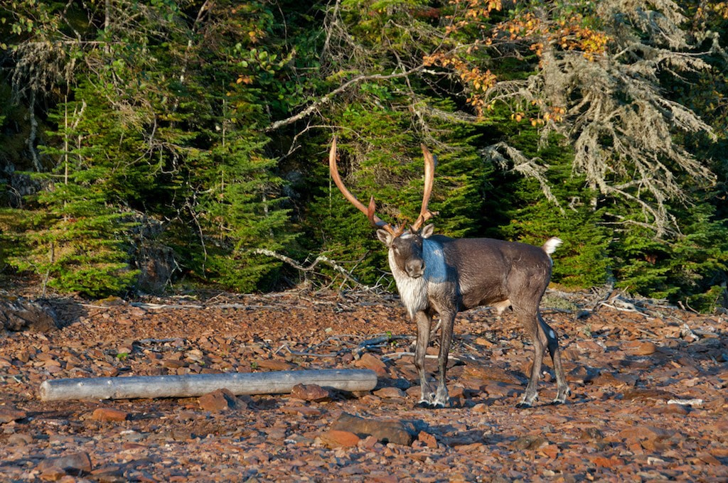 Featured image for “Annual Parks Report outlines roadmap for meeting land and freshwater protection in Manitoba”