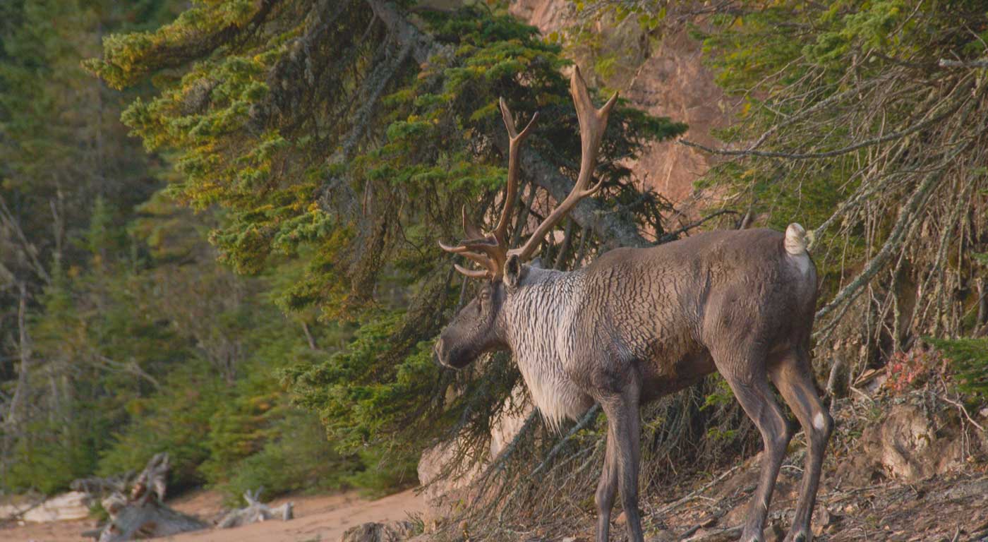 Featured image for “Protect Woodland Caribou – Fill in a Short Government Survey”