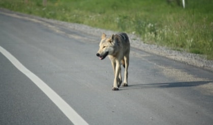 moose predators to wolves