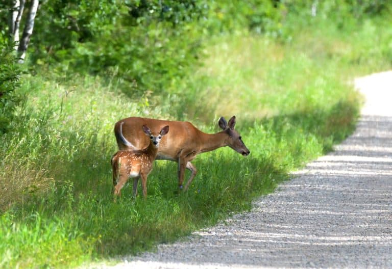 are wolves moose predators