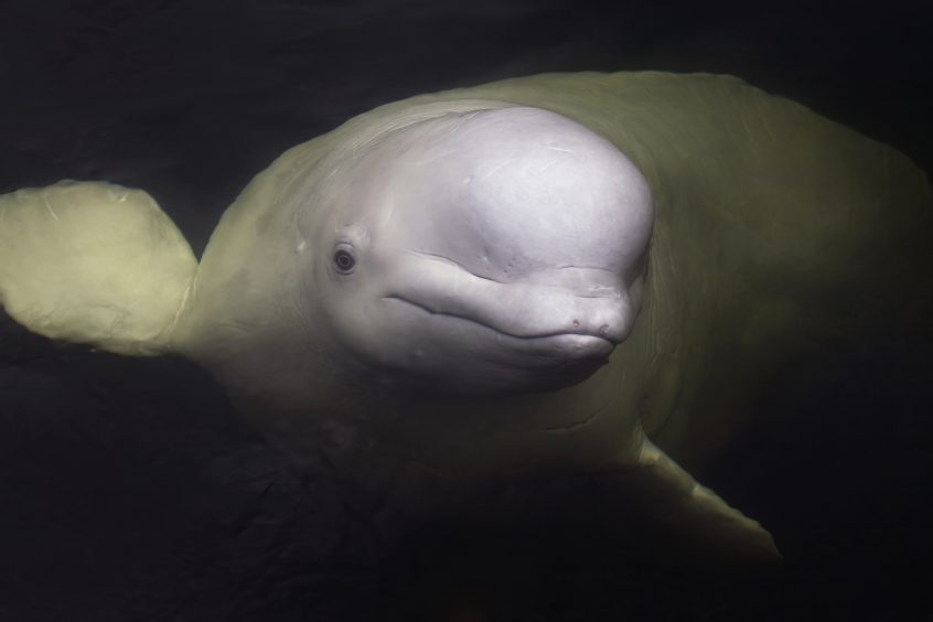 Beluga whale underwater