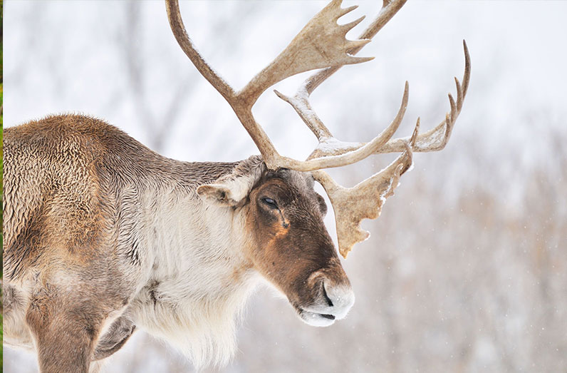 Amisk Park Reserve is an important habitat for many of Manitoba's caribou. 