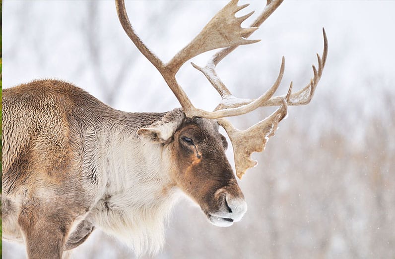 Amisk Park Reserve is an important habitat for many of Manitoba's caribou. 