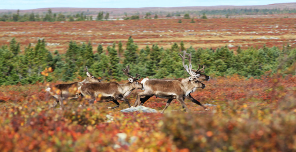 Barren ground caribou running in Seal River Watershed
