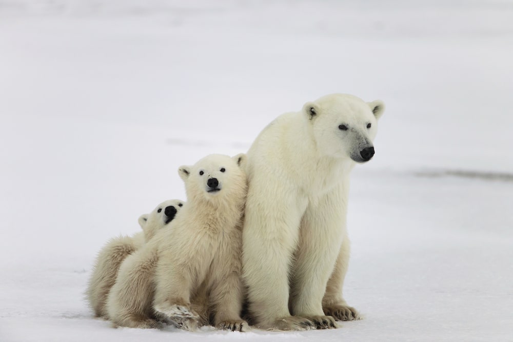 Polar Bears That Persist