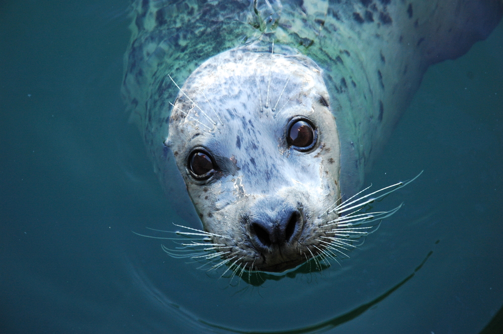 seal face in water