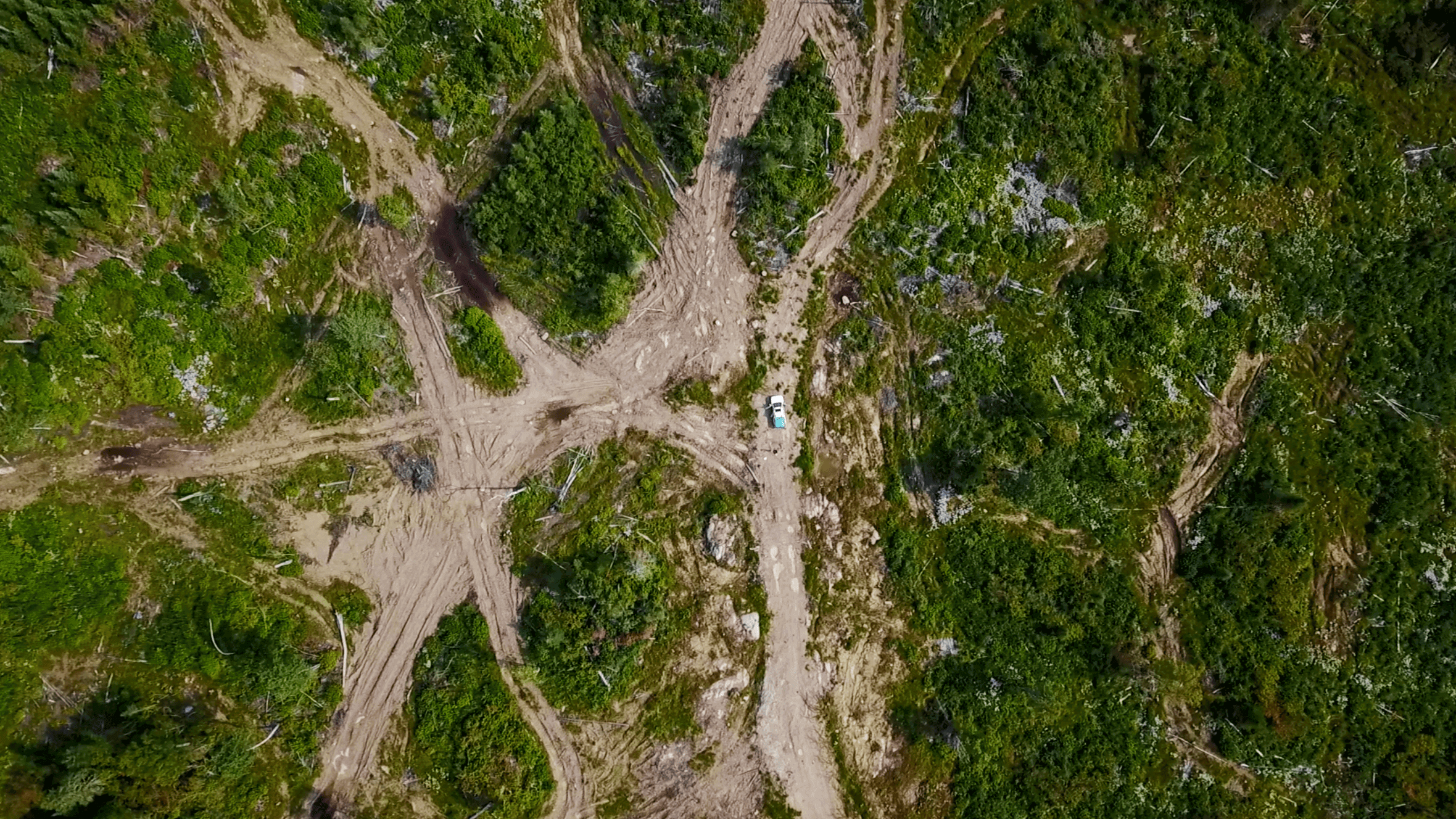 Featured image for “Canada’s deforestation is much worse than the government reports, study finds”