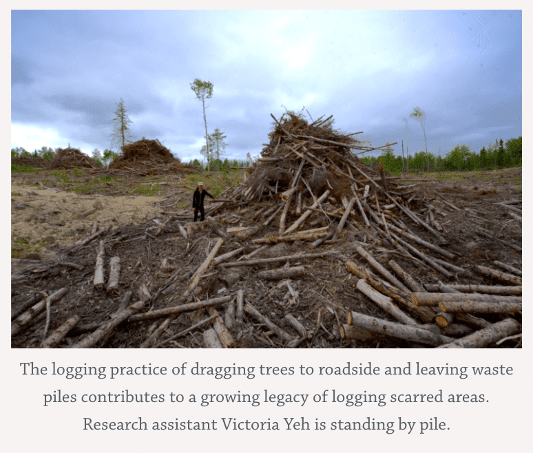 Logging scars' show impact of deforestation in Canada is worse than we  know, research finds - The Globe and Mail