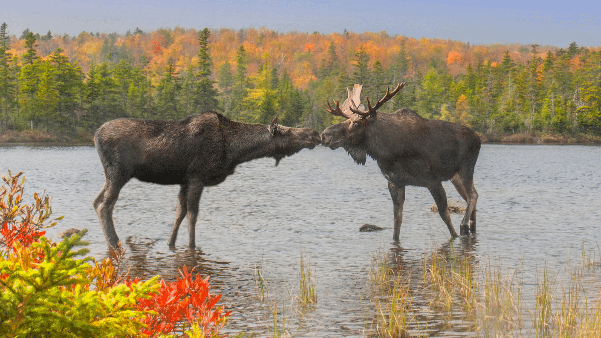 two moose in a lake