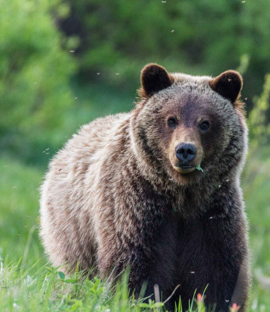 The grizzly bear is starting to make a comeback in Manitoba. Photo by Howard Trofanenko.