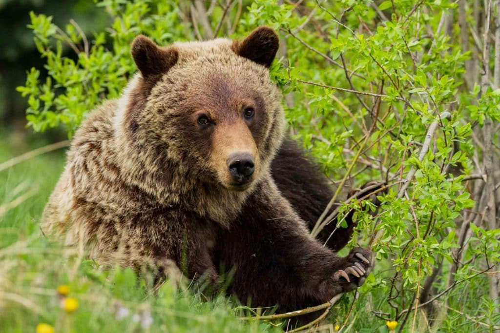 Grizzly bears live in Manitoba. Photo by Howard Trofanenko.