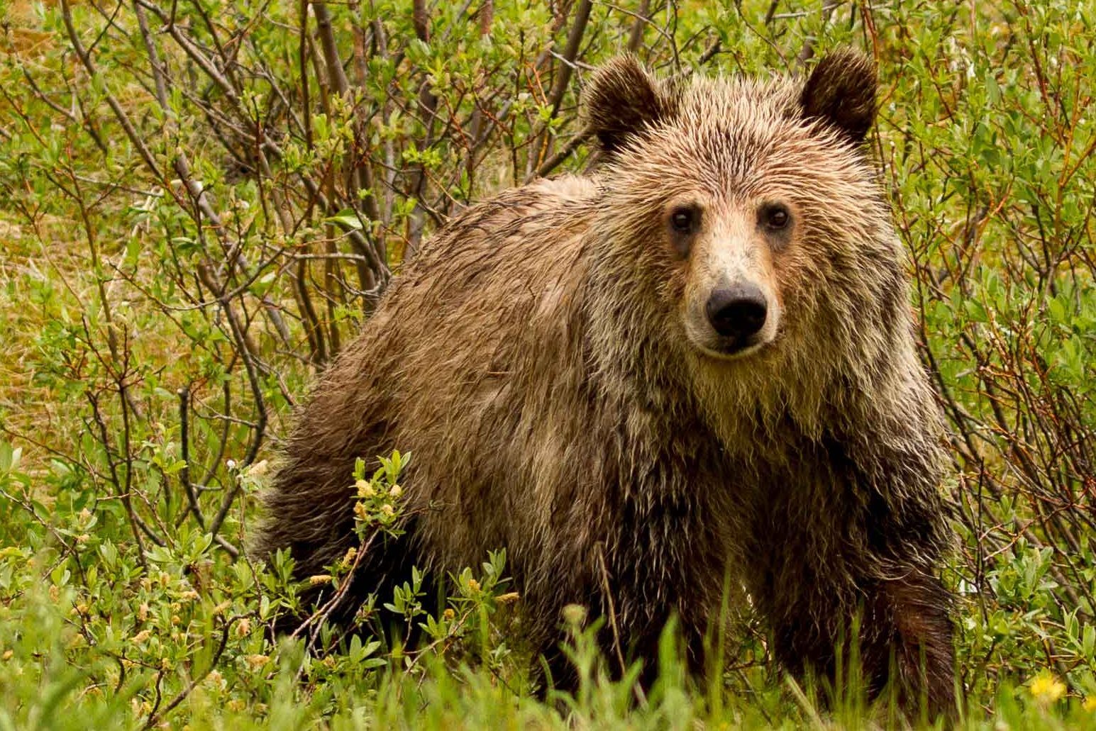 Grizzly bears live in Manitoba, including in the Seal River Watershed. Photo by Howard Trofanenko.