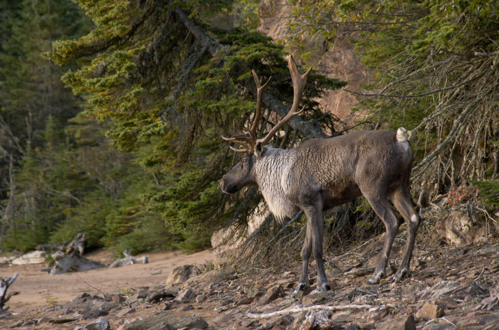 Caribou by Ron Thiessen