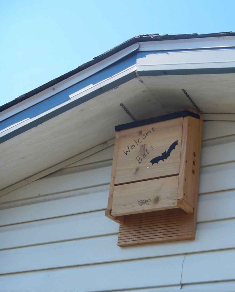 A bat box is a simple way to provide additional roosting habitat for bats.