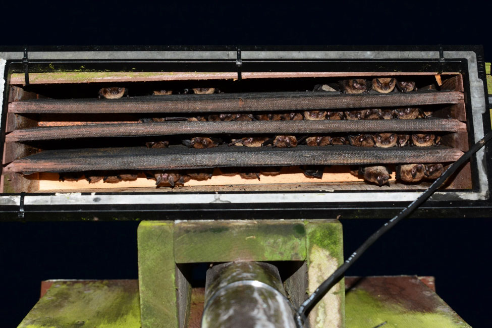 Little brown bats in a bat box.