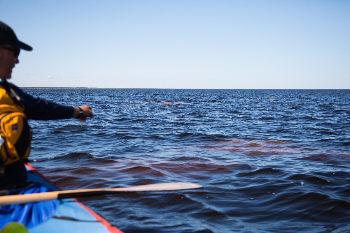 Paddlers point to beluga whales in Hudson Bay.