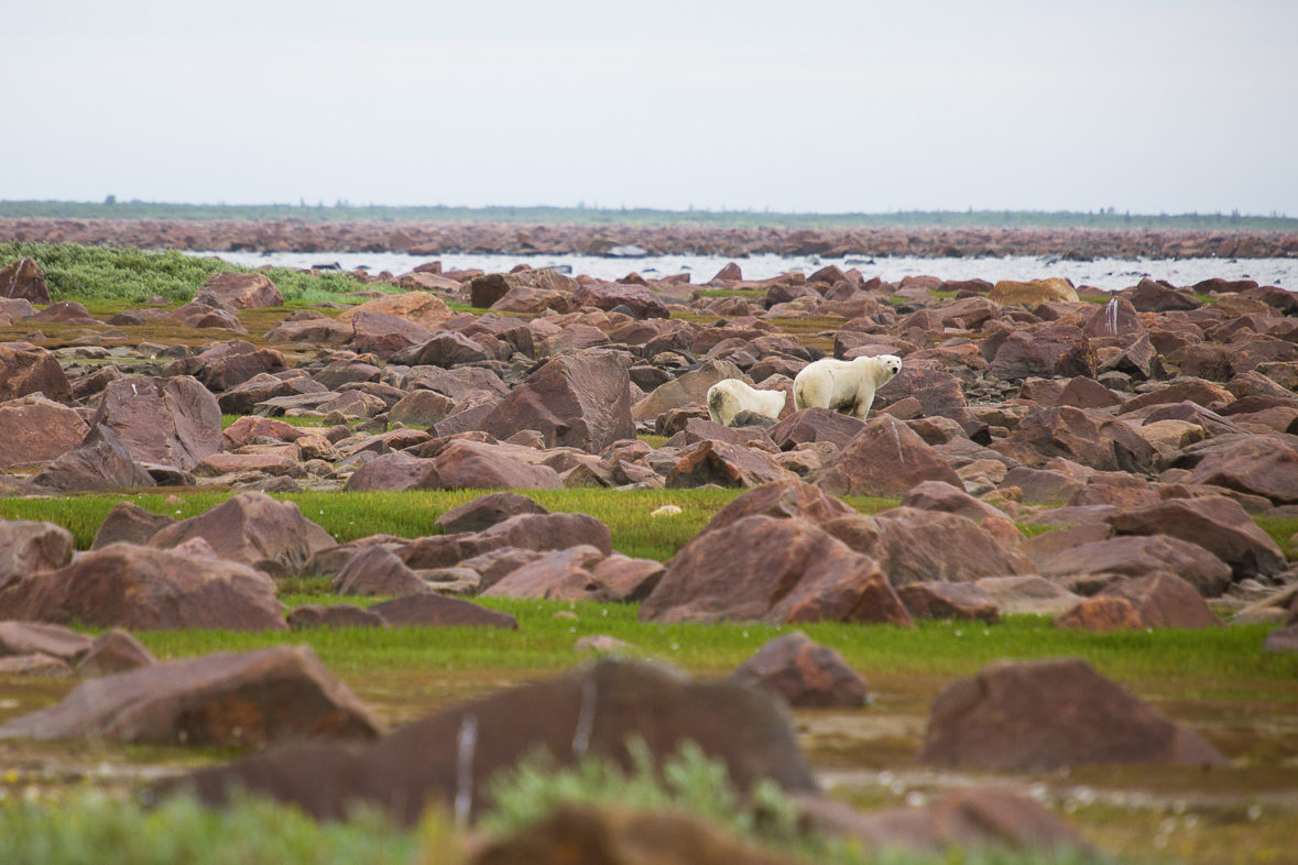 Polar bears in the Seal River Watershed