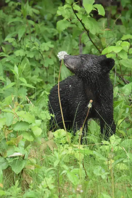 Bear in Riding Mountain