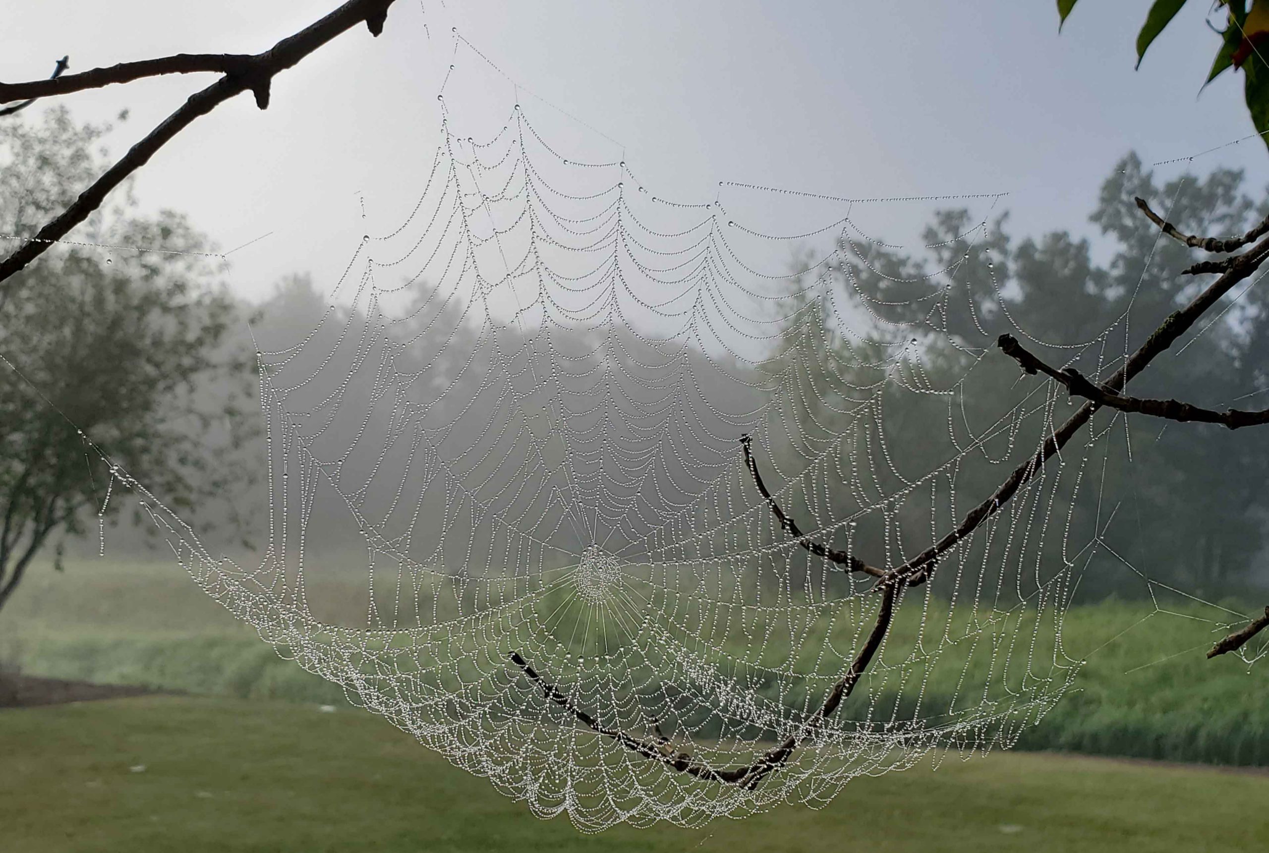 Cobweb by Sandra Drewniak