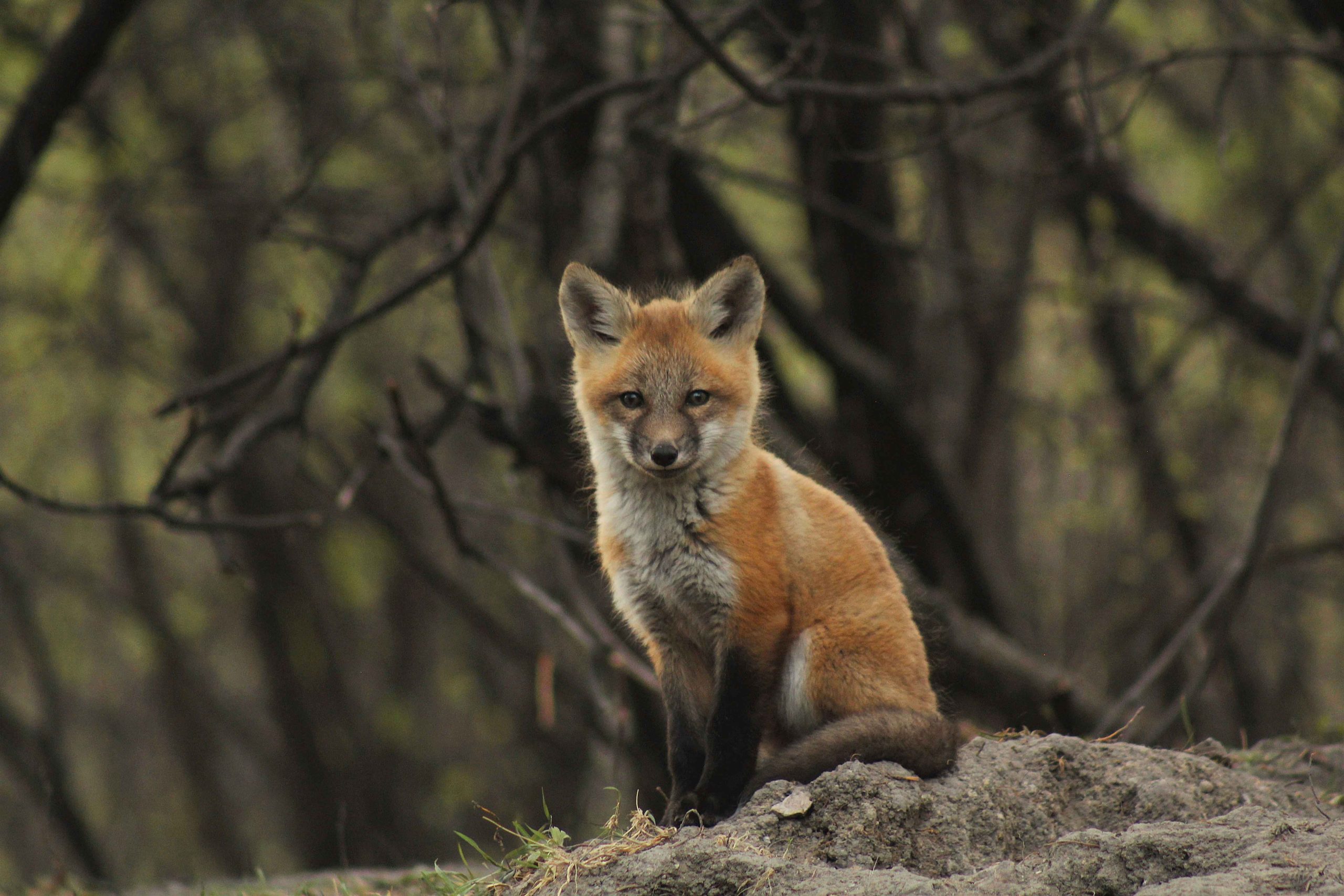 Fox pup in Assiniboine Forest