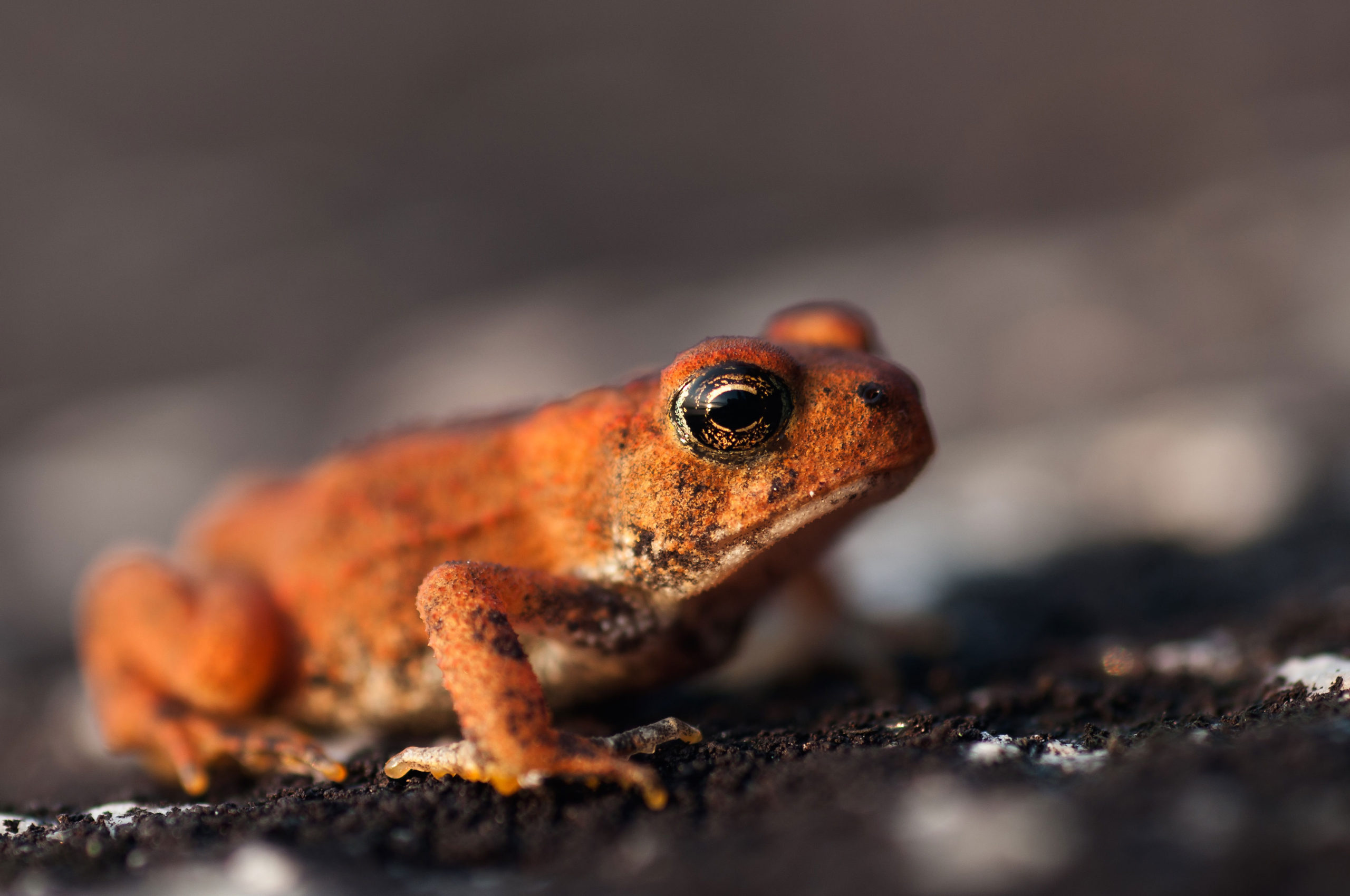 Orange frog in Manitoba