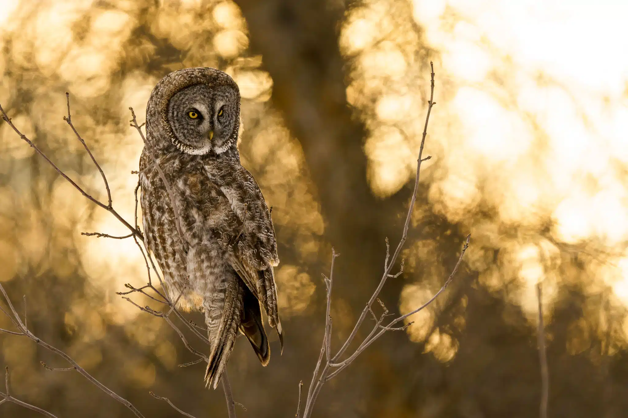 Great grey owl Manitoba