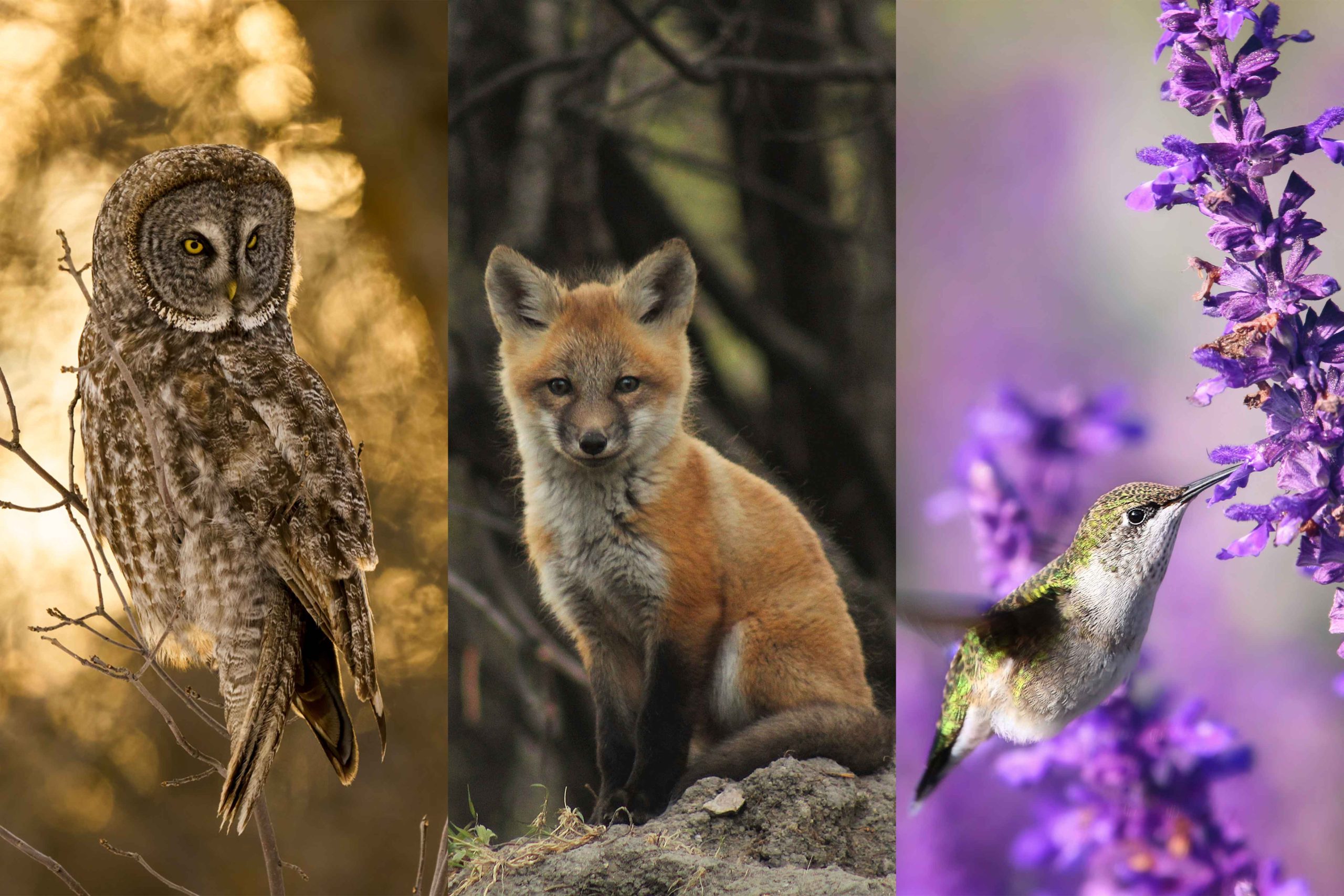 Great grey owl, fox, hummingbird