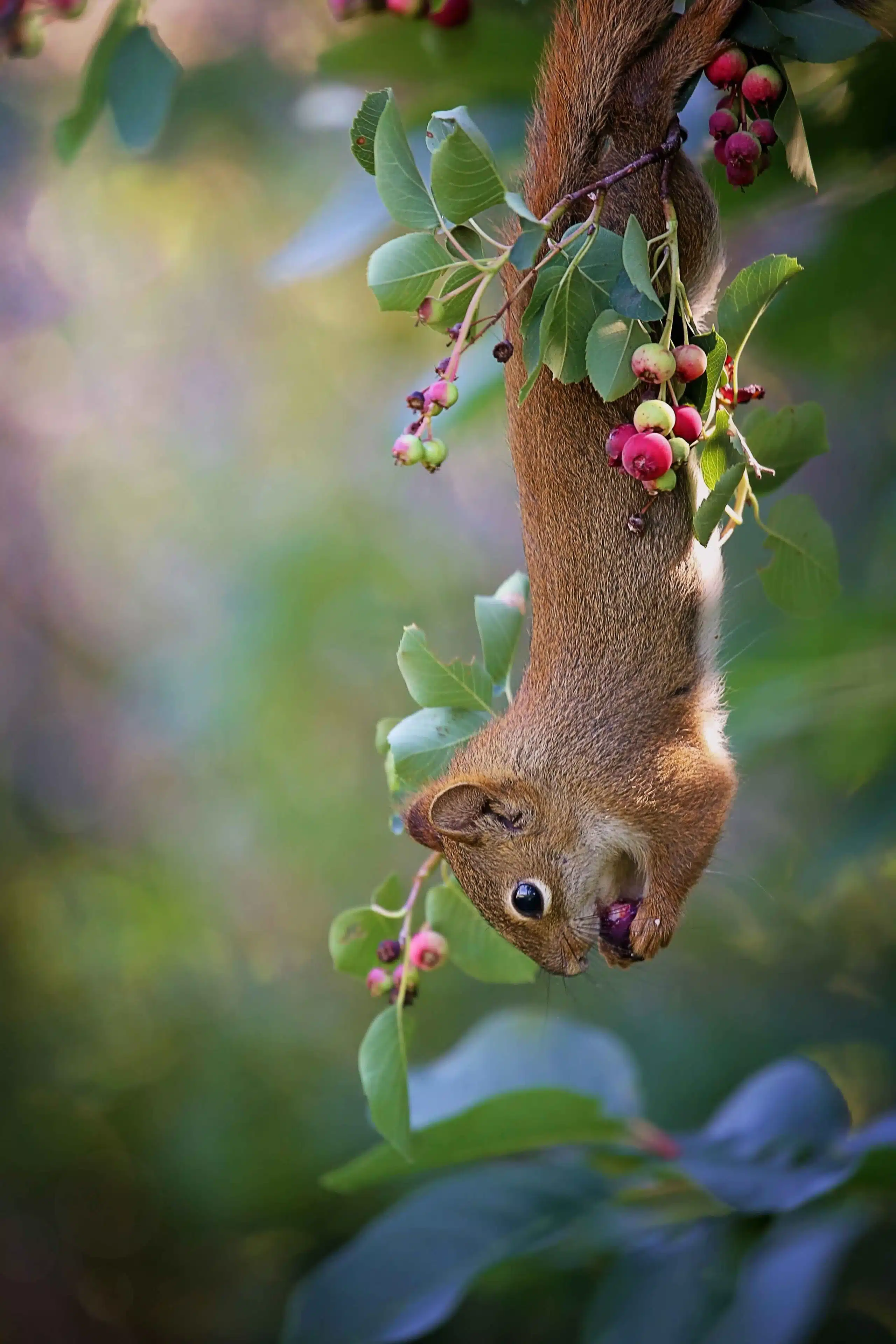 Squirrel by Desirée Rolfe