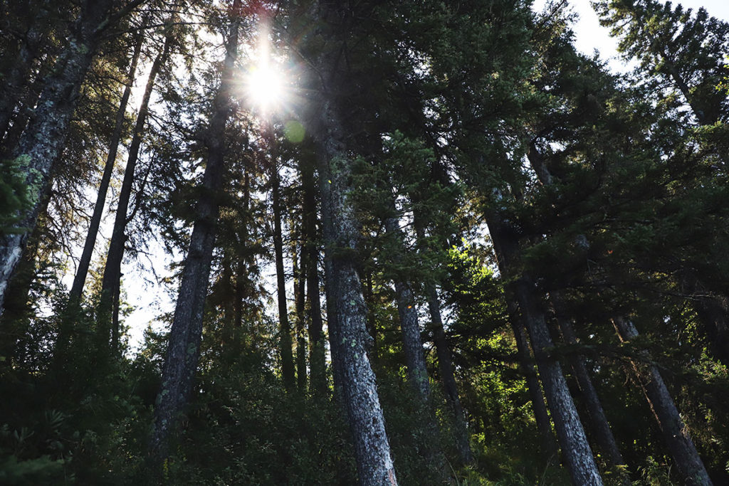 Sun peeking through trees.