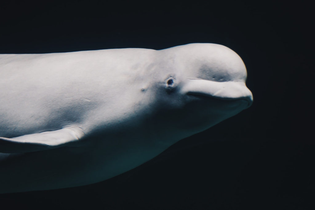 A beluga whale swims in the ocean