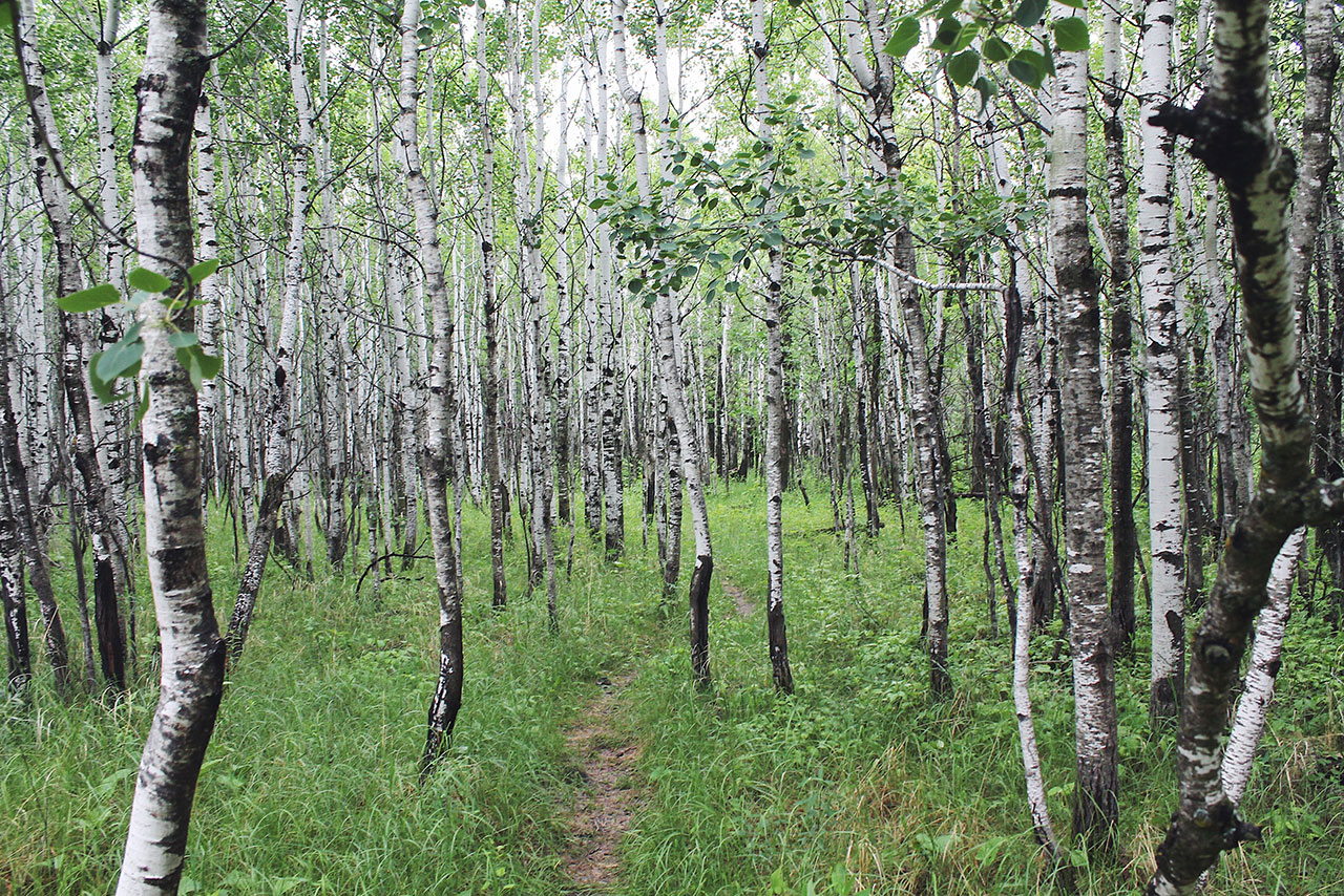 Path through a forest.