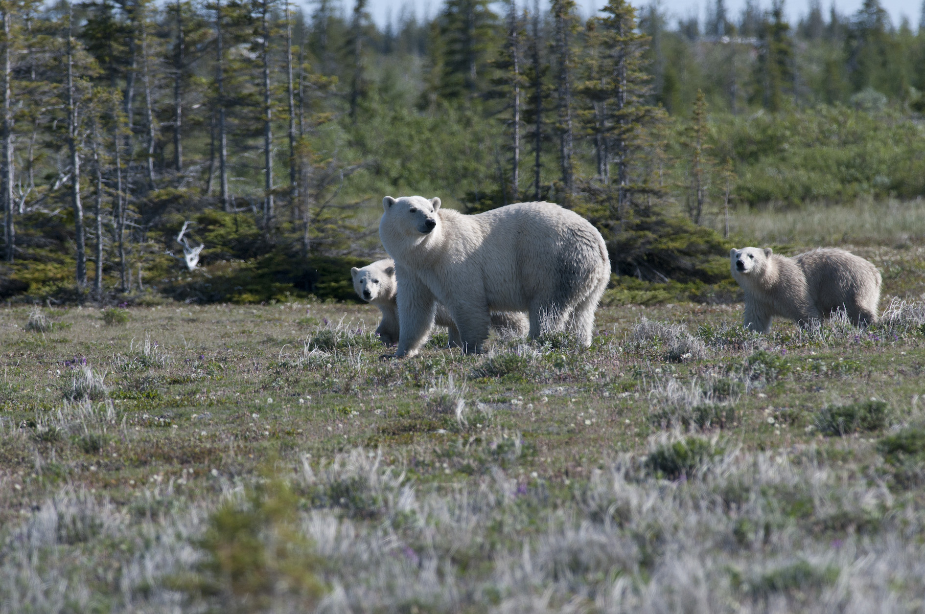 Three polar bears walk in a grassy field