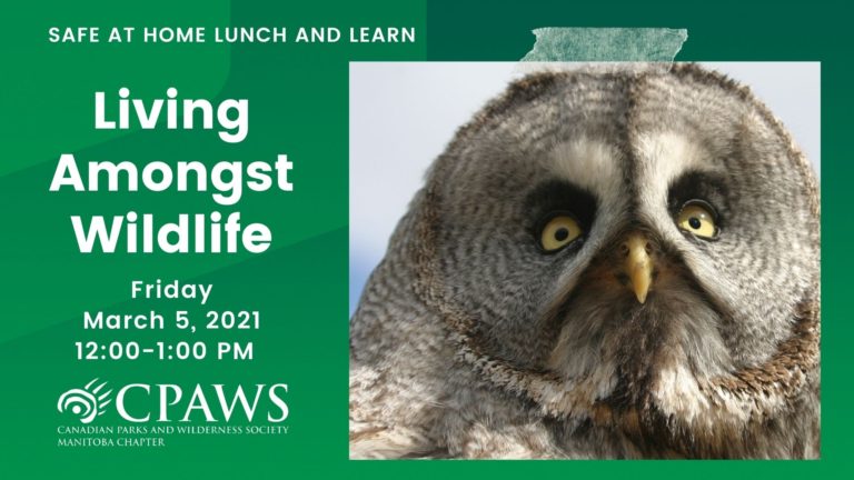 CPAWS Manitoba wildlife webinar