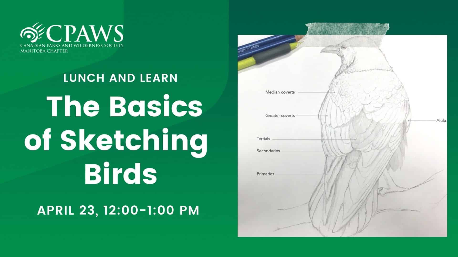 bird drawing webinar