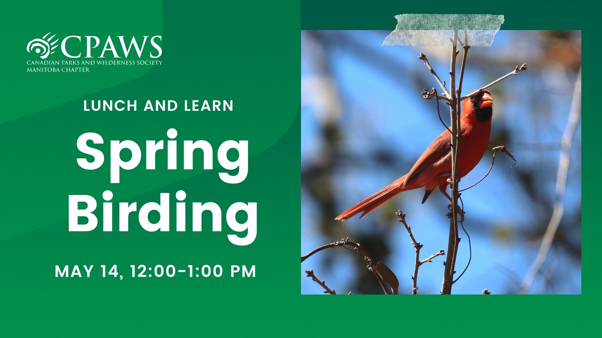 spring birding webinar