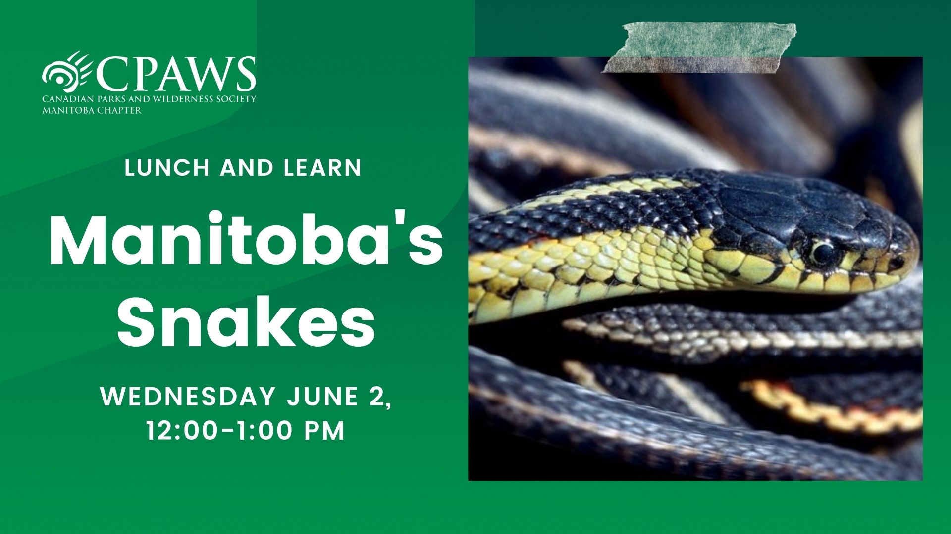Manitoba snakes webinar