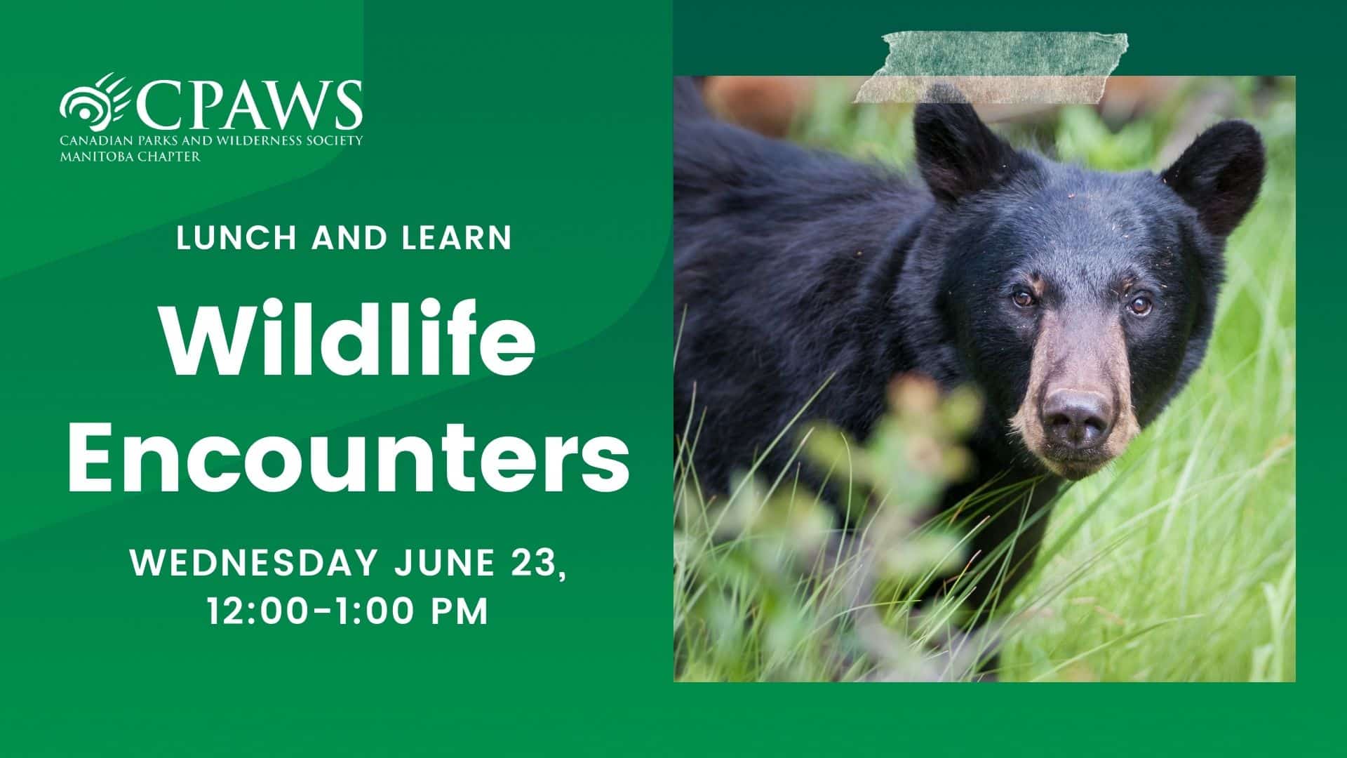 CPAWS Manitoba wildlife encounters webinar