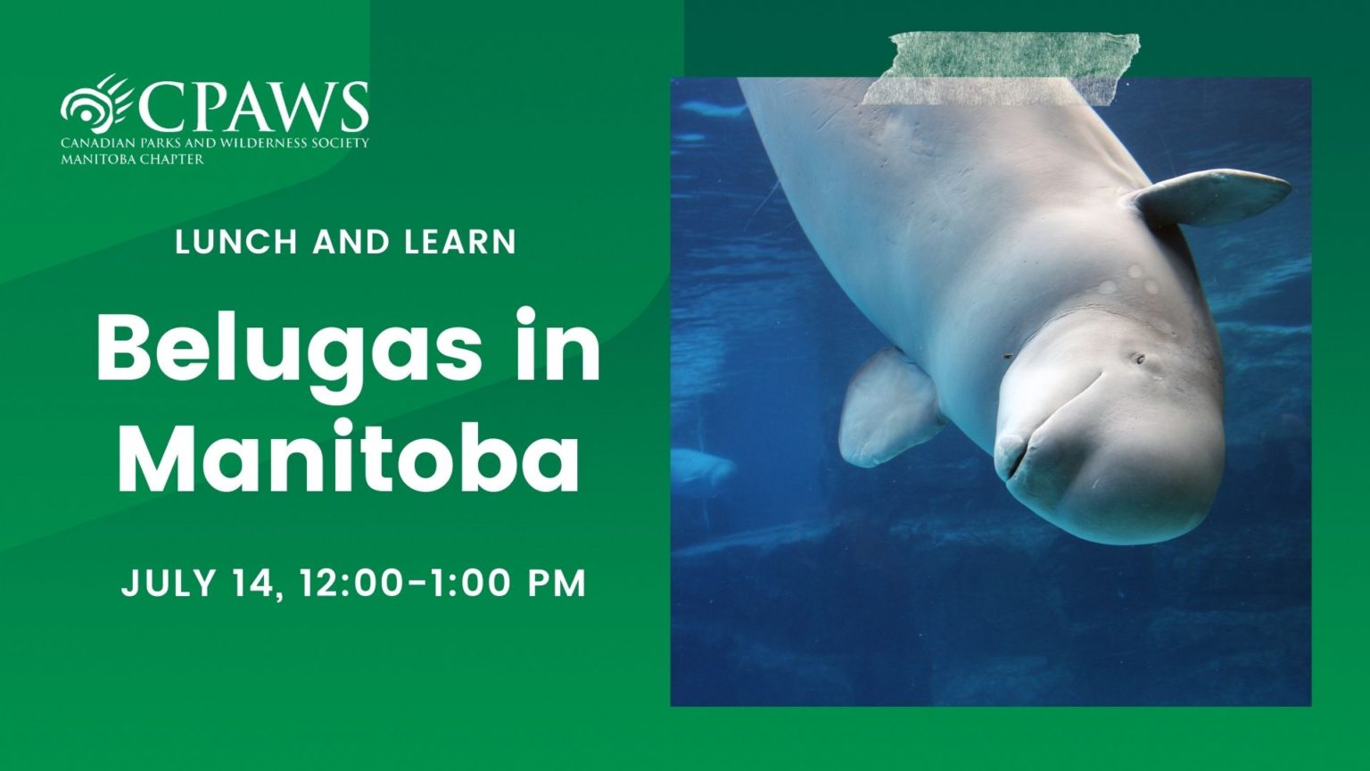 Conservation | Beluga Whales: An Uncertain Future