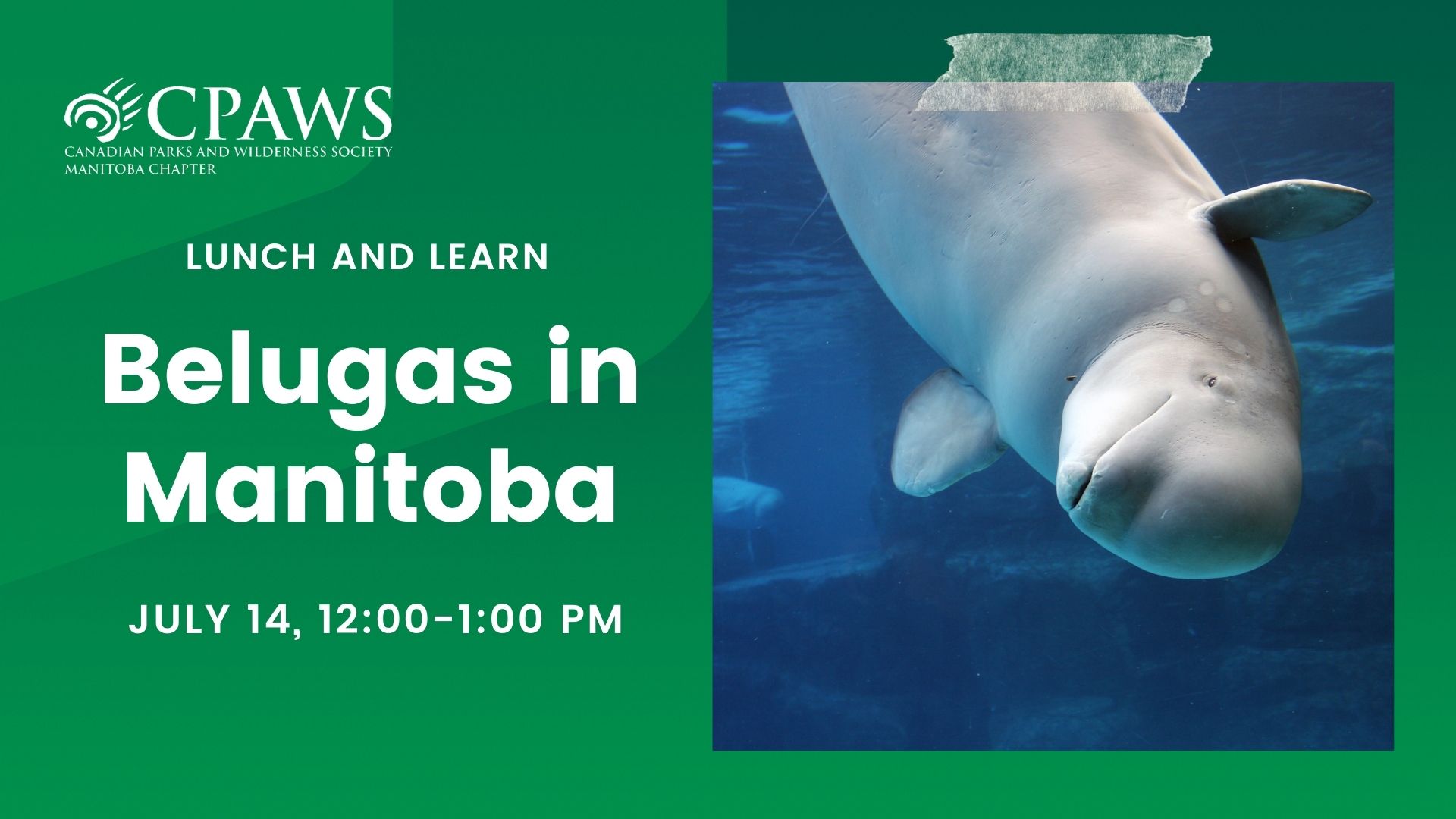 Belugas in Manitoba: The Future of Our White Whales 
