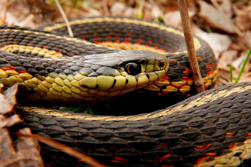 A red-sided garter snake coiled up.
