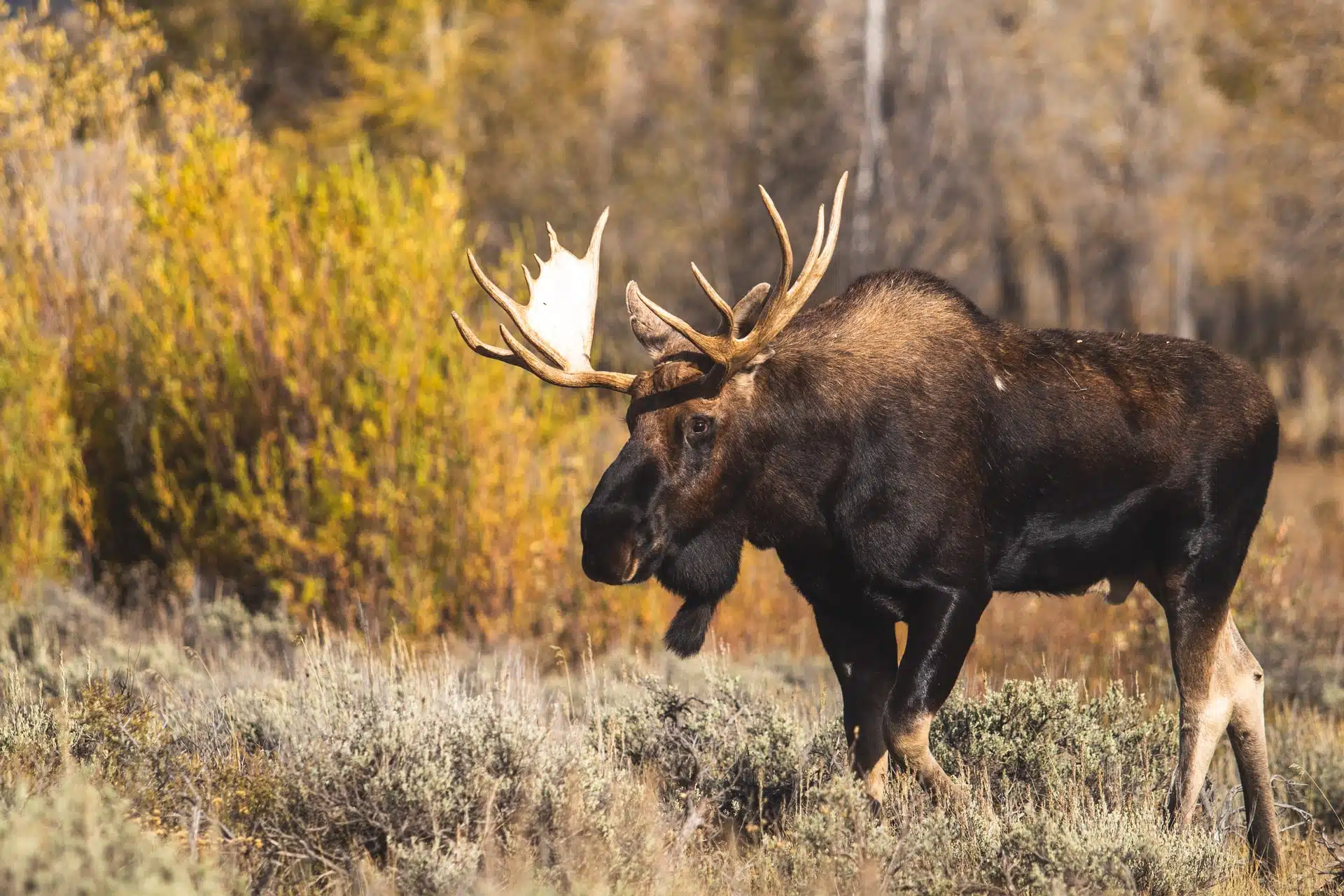 A moose standing in front of a forest.