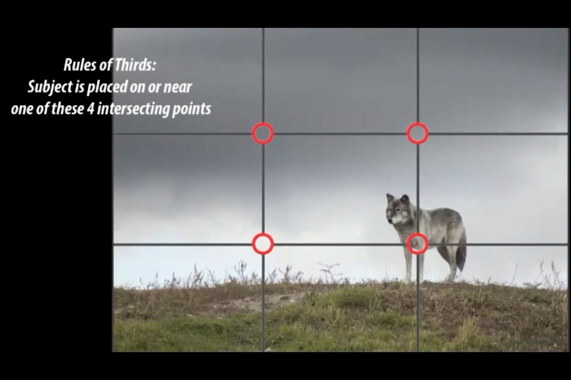 Rule of thirds in photography with wolf