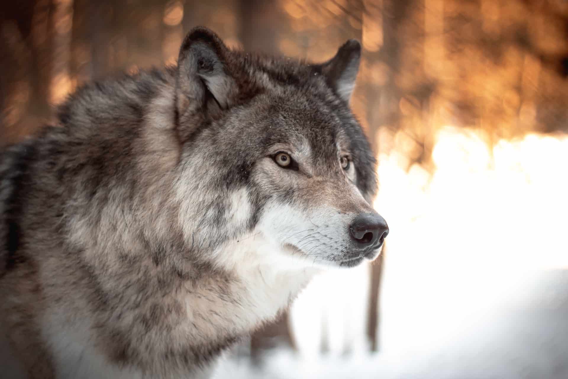 A close up of a wolf in front of a forest in winter.