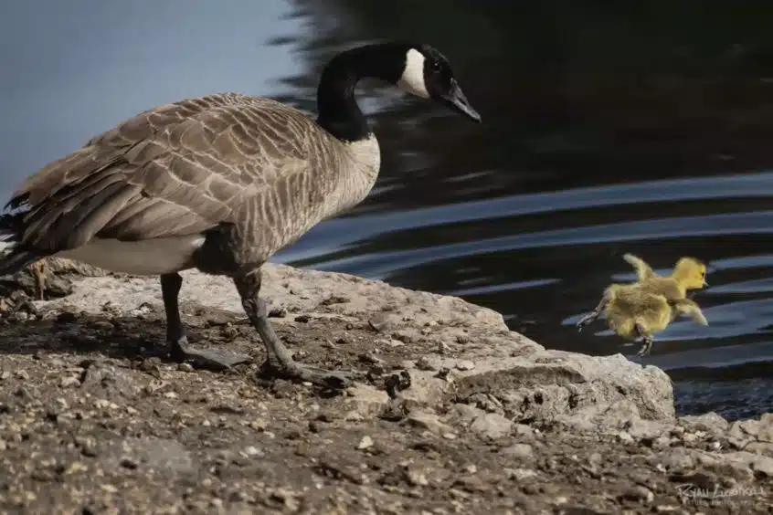 A gosling goes swimming as the parent watches.