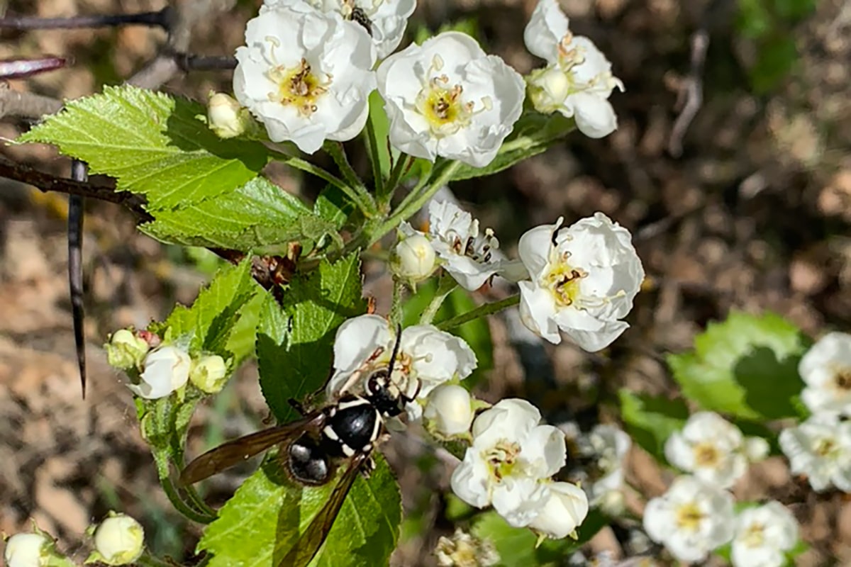A wasp on a white flower at Birds Hill Provincial Park.