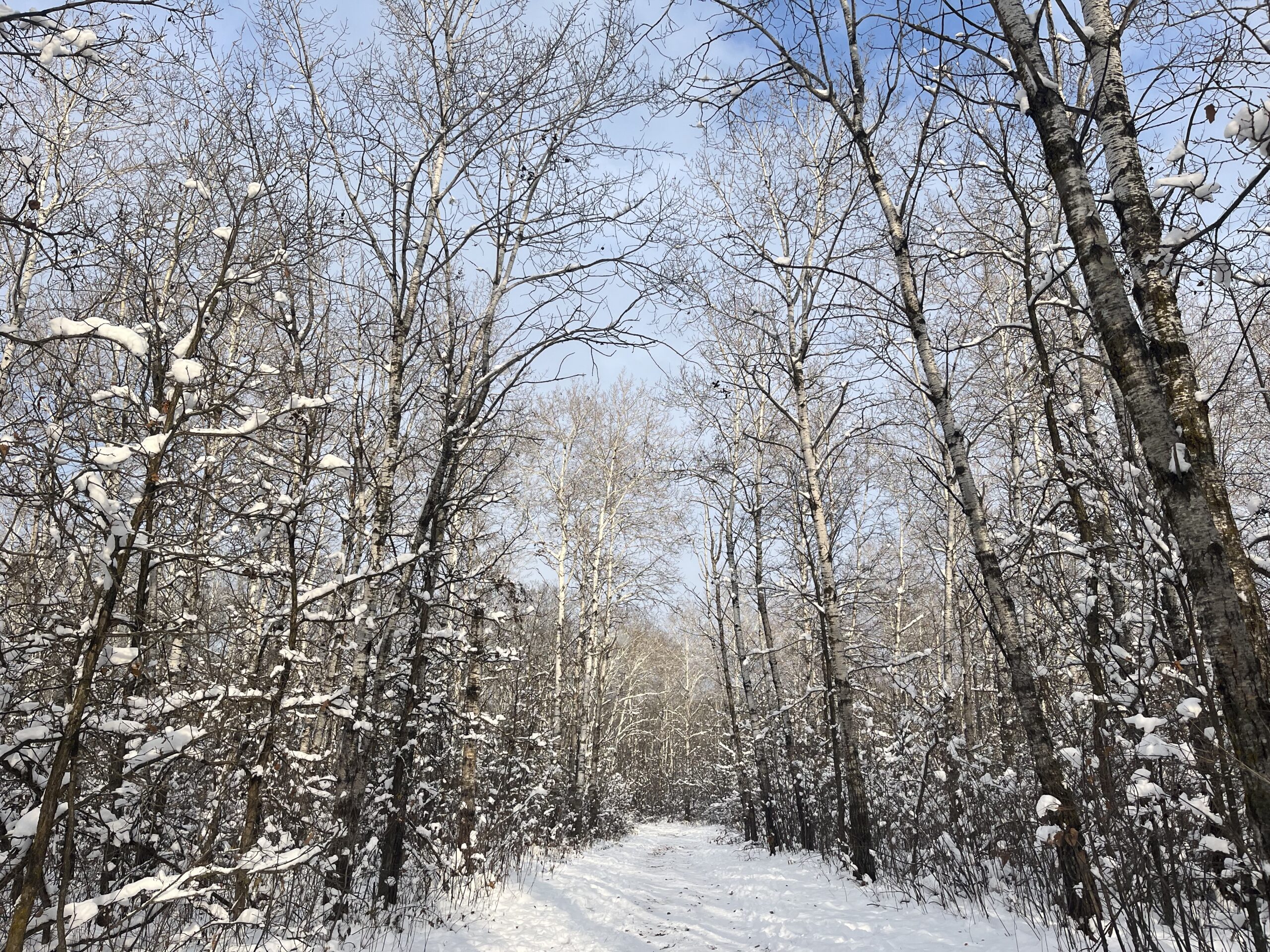 Featured image for “How to Snowshoe”